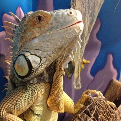 Drupal the Iguana