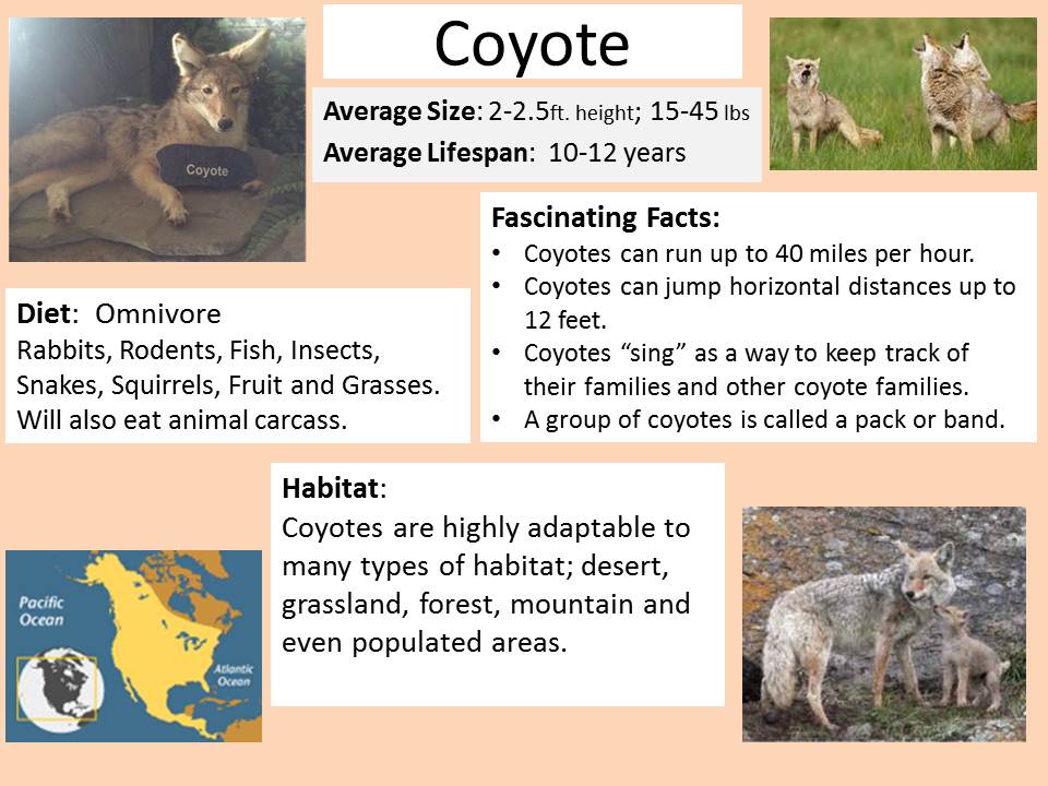 Coyote | ESSL Lessons