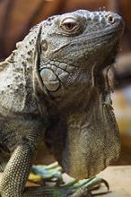 iguana
